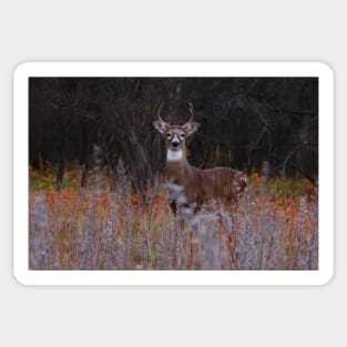 A regal stance - White-tailed Deer Sticker